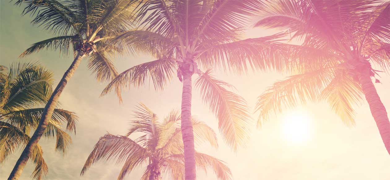 stock image of coconut trees background