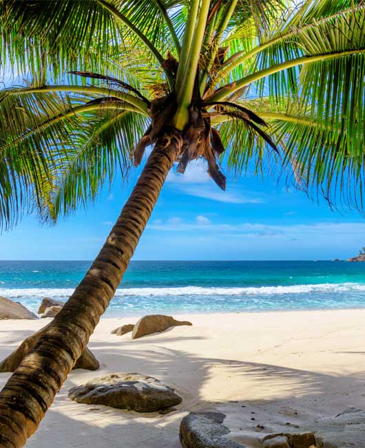 Stock Image of Beach View from below the Coconut Tree