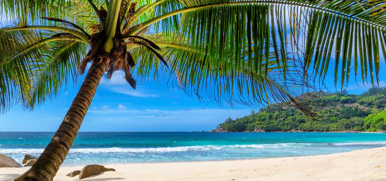 Stock image of beach view beside coconut tree